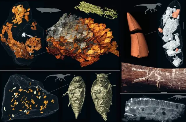 Imagens em 3D de insetos encontrados em fezes fossilizadas