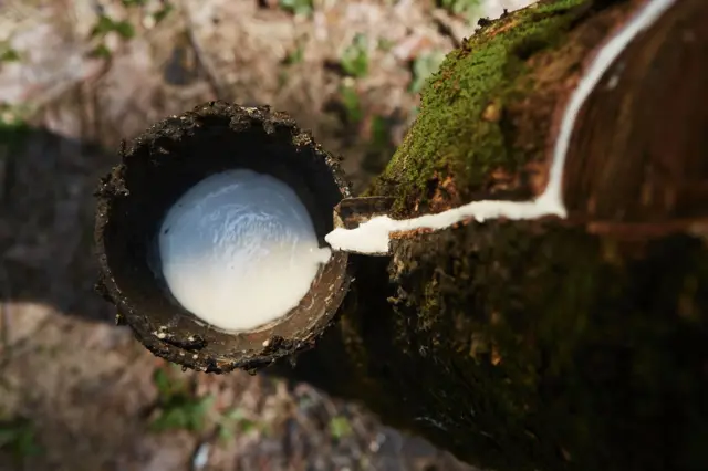 Seiva sendo extraída da seringueira