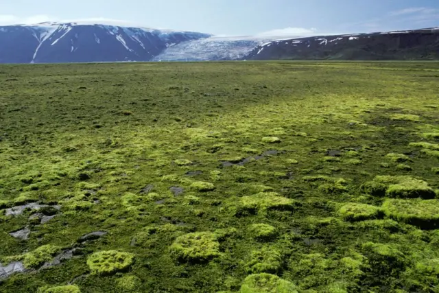 Paisagem verde na Islândia com montanhas nevadas ao fundo