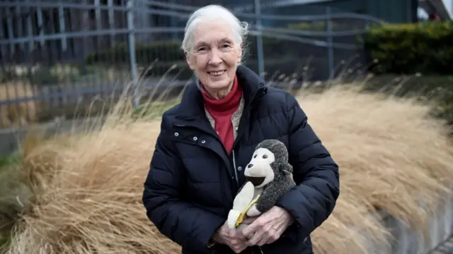 Jane Goodall e o Sr. H – o macaquinho de pelúcia é seu companheiro de viagem há décadas