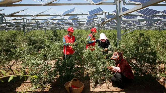 Bagas de goji são colhidas sob um campo de painéis solares elevados