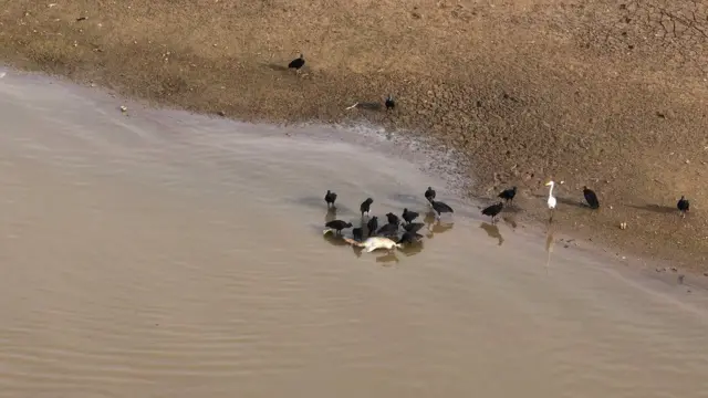 Aves comem carcaça de boto