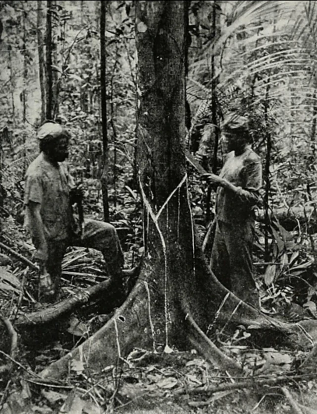 Processo de coleta da seiva da seringueira (Algot Lange, 1912)