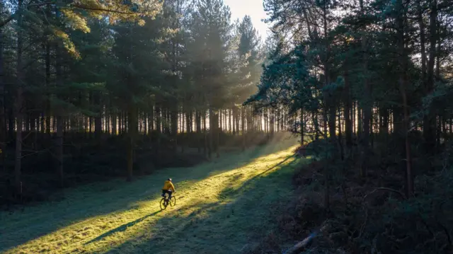 Ciclista pedalando em floresta