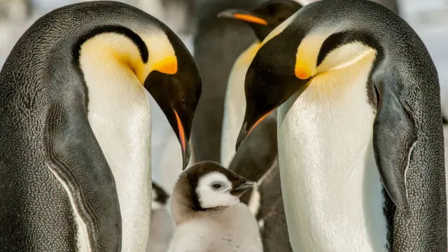 Pinguins 