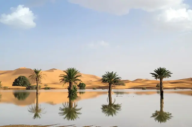 Árvores refletidas no acúmulo de água no deserto do Saara