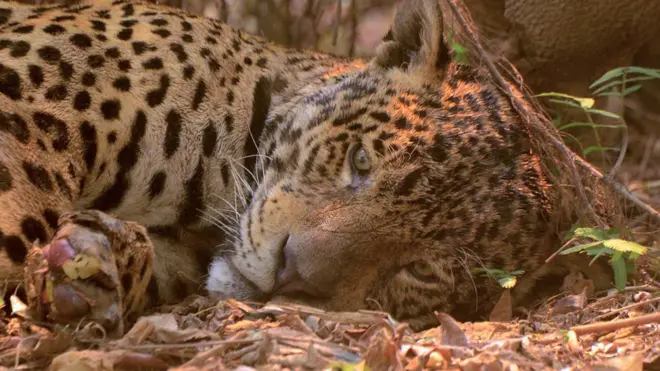 Foto de onça-pintada no Parque Estadual Encontro das Águas, no Pantanal, viralizou nas redes sociais