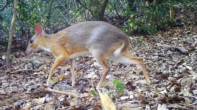 Mouse-deer