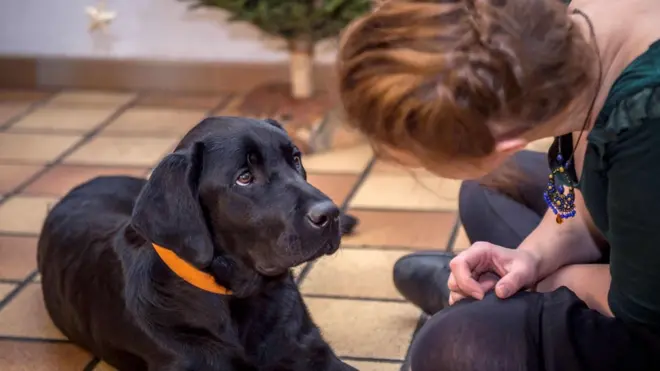 Cães são considerados intermediários do parasita para humanos, e recomendação do Ministério da Saúde é eutanásia