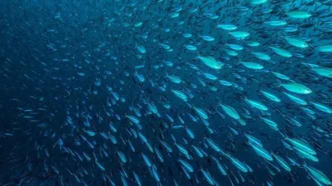 Peixes nadando no oceano