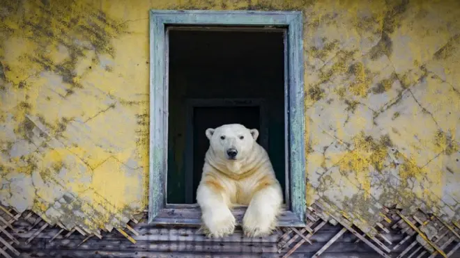 urso na janela