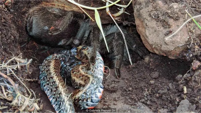 Imagem capta momento em que tarântula come cobra