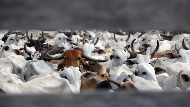 Relatório preliminar da ONU diz que dieta à base de vegetais poderia reduzir em 50% emissões de gases poluentes, comparada à dieta Ocidental de alto consumo de carne