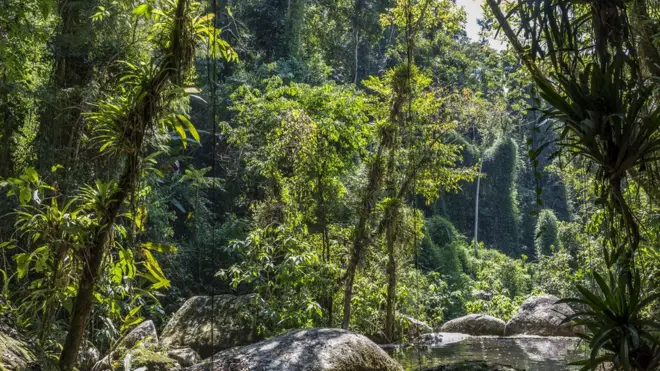 Biólogo que estudou mata atlântica diz que, após fogo, cenário que fica em florestas é de 'desolação'