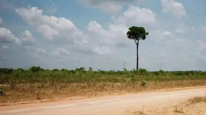 estrada de terra ao lado de floresta desmatada, com uma única árvore