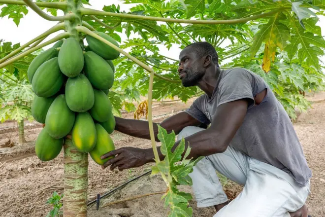 Un agriculteur sénégalais dans son champ de papayes