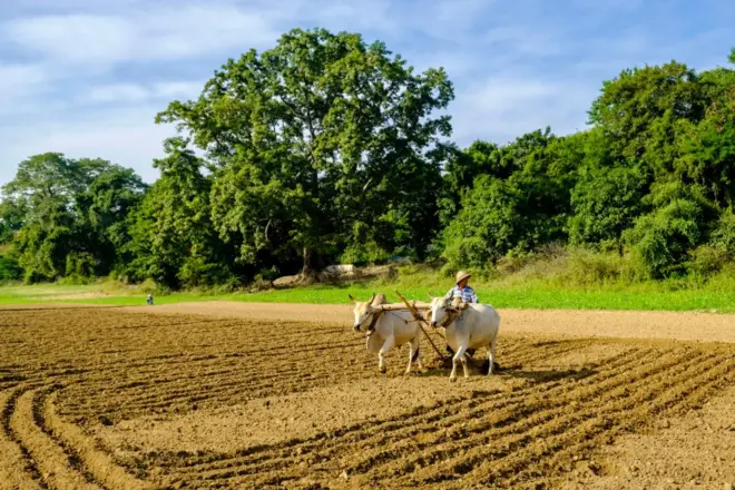 စစ်ကိုင်းတိုင်းထဲက လယ်လုပ်ငန်းခွင်တစ်နေရာ (ပုံဟောင်း)