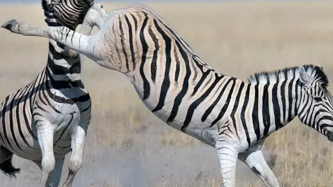 草原斑馬（拉丁學名 Equus quagga）（圖片來源: Lou Coetzer/naturepl.com）