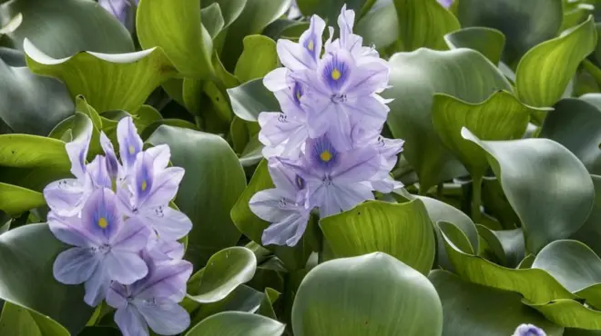 Imagem mostra aguapé com folhas verdes e flores violetas