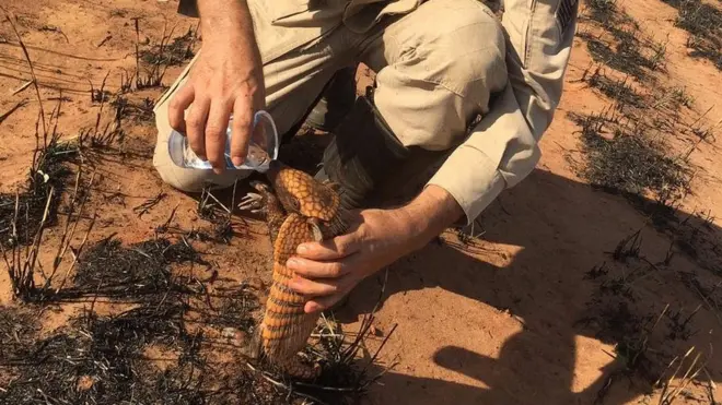 Imagem se transformou em símbolo das queimadas que afetam Amazônia; segundo Pedro Ribas Alves, que aparece no registro, "incêndio não foi criminoso, não tinha a ver com desmatamento ilegal ou com floresta"