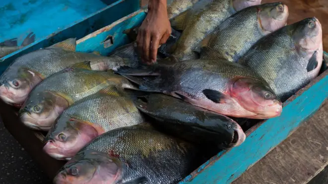 Peixes como o tambaqui são criados hoje na China e em outros países do continente asiático