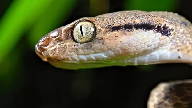 Cobra-arbórea-marrom