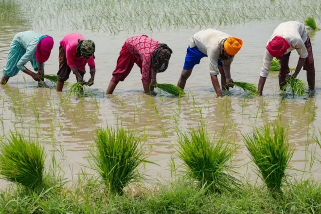 Des agriculteurs cultivent du riz dans une plantation inondée en Inde, 2023