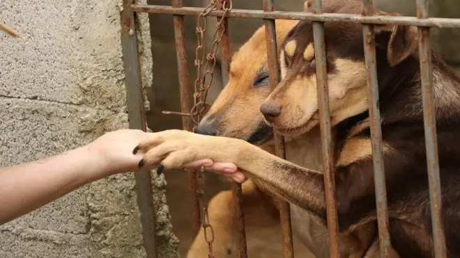 Seja pela crise, seja pelo medo de que cães e gatos transmitam o coronavírus, seja pela mudança de vida causada pela pandemia, mais donos de animais de estimação estão se desfazendo dos seus outrora melhores amigos