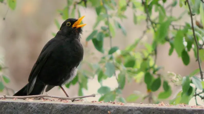 城市裏的烏鶇( Turdus mercula) 經常在漆黑的深夜唱歌。