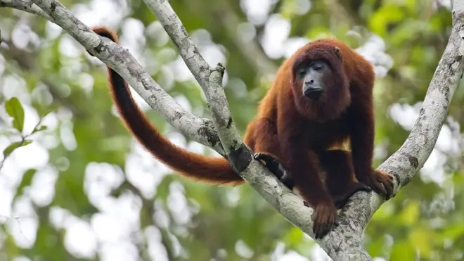 Brasil não vacina animais silvestres contra doenças, mas especialistas questionam possibilidade de cortar circulação da febre amarela