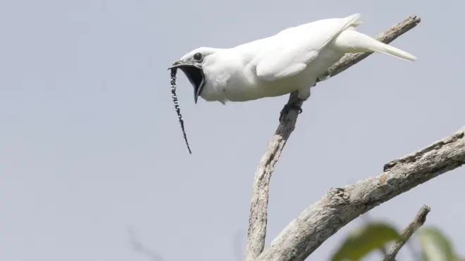 Araponga-da-amazônia: Ela não só tem o canto mais alto já registrado no mundo animal, como tem 'tanquinho' no abdômen