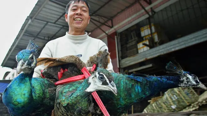 Le commerce des espèces sauvages en Chine a été accusé d'avoir poussé plusieurs espèces d'oiseaux au bord de l'extinction