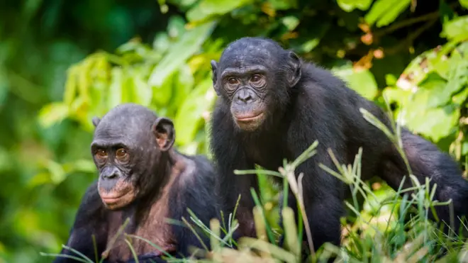 Las madres bonobo usan diferentes estrategias, como acercar a sus hijos a las mejores hembras en etapa de ovulación.