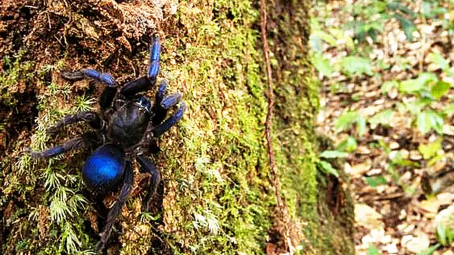 Aranha que está sendo chamada de 'tarântula elétrica' foi avistada por fotógrafo perto do rio Potaro, na Guiana | Foto: Andrew Snyder/Global Wildlife