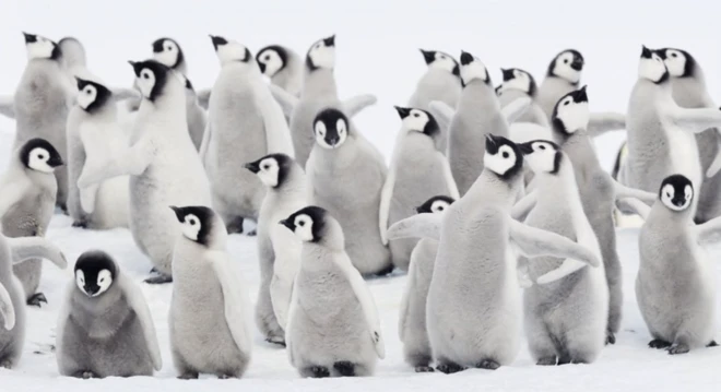 Pinguins imperadores