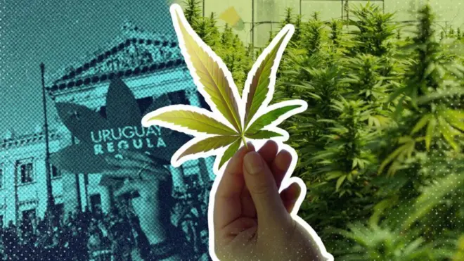 Montagem mostra protesto pela regulação e folhas de maconha