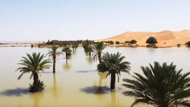 O deserto do Saara fotografado após fortes chuvas, mostrando árvores com parte do tronco submerso
