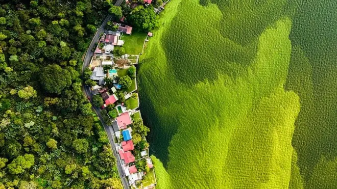 En la foto ganadora del premio del Museo de Historia Natural de Londres se logra ver claramente los efectos de la microcystis, un alga producto de la contaminación y los cambios en temperaturas.