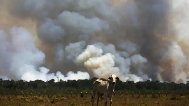 Dados levantados pela BBC News Brasil mostram corte em pesquisas sobre mudanças climáticas no Brasil