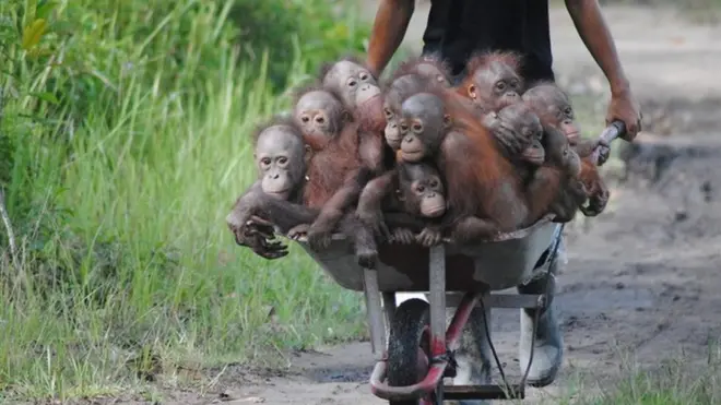 凖備回歸野外的小猩猩© International Animal Rescue