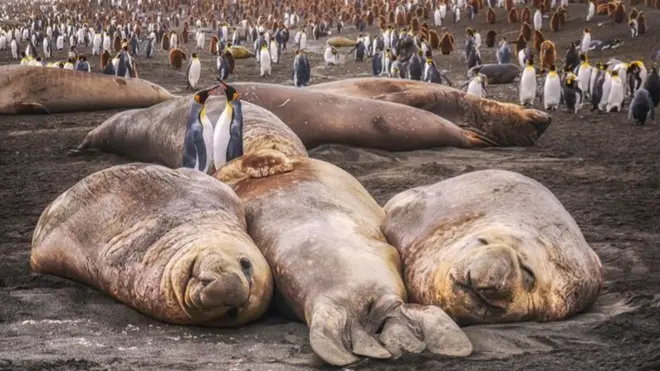 南喬治亞以豐富的野生動物聞名。