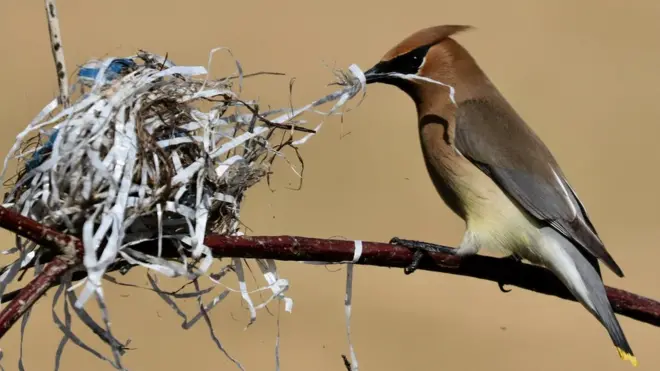 A cedar waxwing photographed in Canada