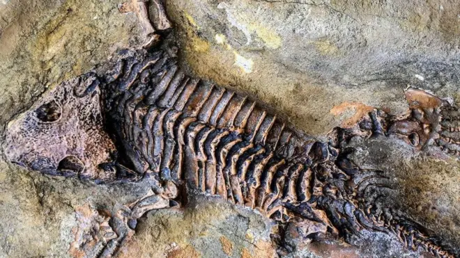 Há formas praticamente infinitas de falhar no processo de fossilização