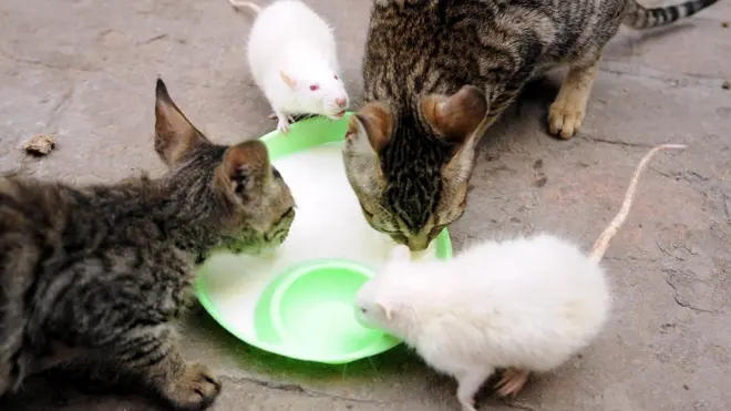 Cats are not really that efficient a way to deal with rats