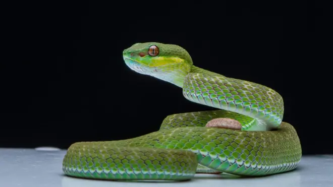 A green snake