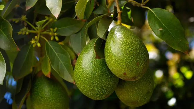 Avocatier avec ses fruits.