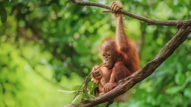 Bebê orangotango na selva