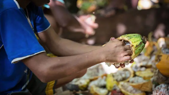 Mãos de rapaz trabalhando com cacau