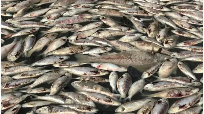 Peixes mortos em Menindee