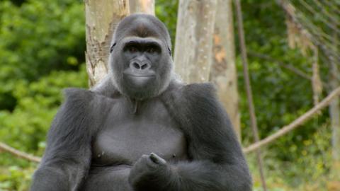 A gorilla leaning against a tree.